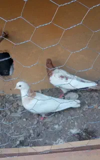 کبوتر ماده