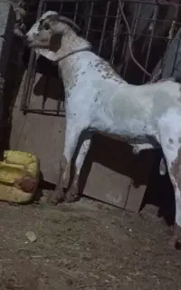نری سومال