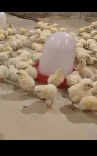 مرغ گشتی ۲۵۰تومان