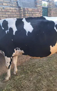 گاو قصتر چاق