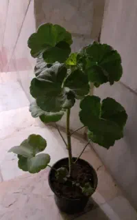 گل وگیاه بسیار عالی