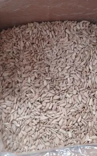 مغز تخمه آفتاب گردان