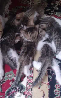 گربه