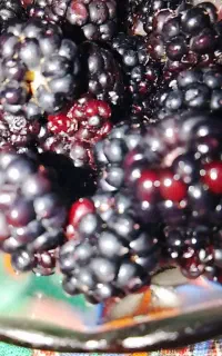 تمشک تازه