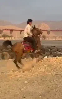 مادیان دره شوری