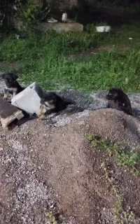 توله سگ ژرمن