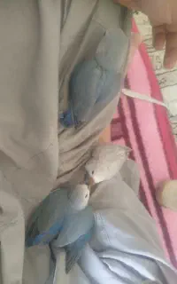 طوطی برزیلی نزدیک نرم خور