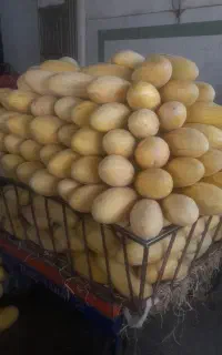 خربزه ابروان سرباری درجه یک