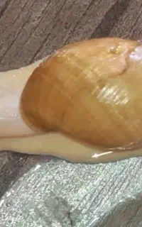 فروش حلزون