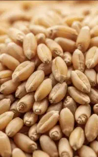 گندم بذری خرمن کوب شده