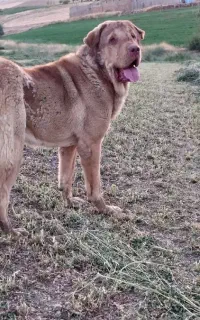پشدر نسل برتر