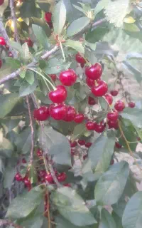 کارگر نخود چیدن