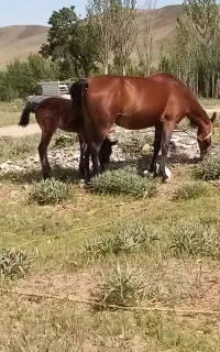 ماده 6 به 7 با کره