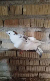 کفتر بزک پلاکی