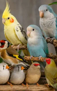 قناری سهره فنچ طوطی سانان عروس هلندی گرینچیک راهب