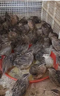 بلدرچین 45روزه درجه یک