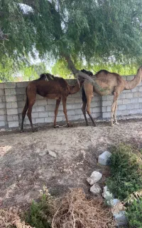 شتر ۲ سال