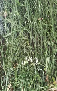 کاسنی خشک