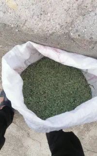 آویشن