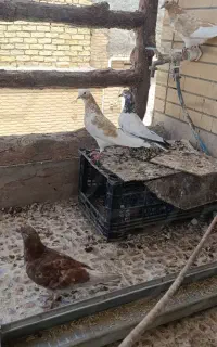 کبوتر،کفتر