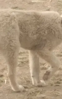 سگ دورگه