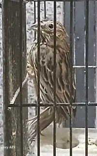 قنای سهره سبز قناری بیابونی