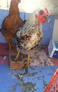 دو عدد مرغ و خروس گلین