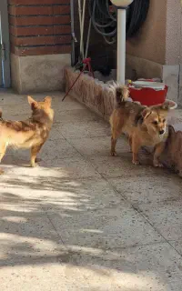 سگ کوچک