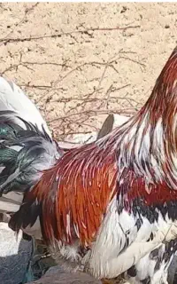 فروش خروس گلین