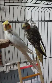 جفت عروس هلندی