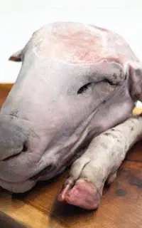 کله پاچه تمیز میکنم