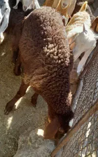 گوسفند