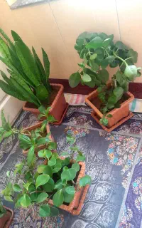 فروش گل های طبیعی