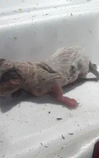 واگذاری گربه
