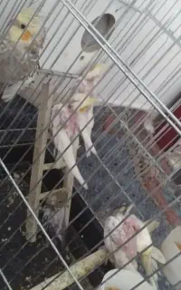 جوجه عروس هلندی سر حال و سالم