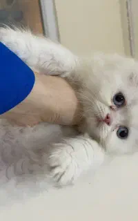 فروش گربه بریتیش ۳ماهه