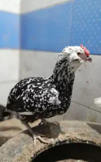 مرغ و خروس گلین