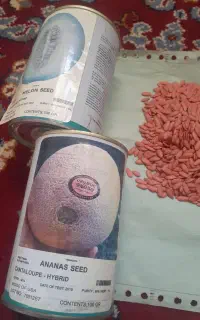 بذر اصلاح شده طالبی و‌‌تیل