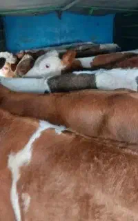 گوساله های سوپرجنس راازمابخواهید