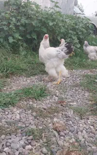خروس برهما ۸ماهه