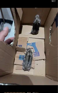 همستر کمپل دوماهه