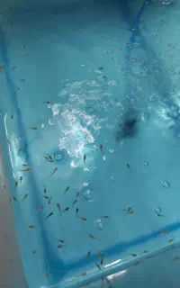 بچه گوپی