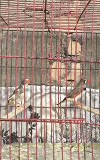 یک جفت فنچ
