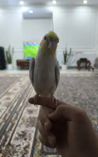 گمشده««««
