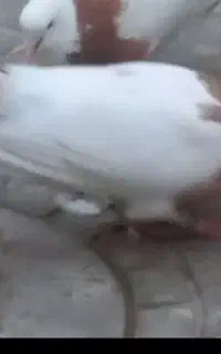 کفتر کبوتر گمشده
