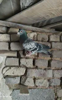 پادری