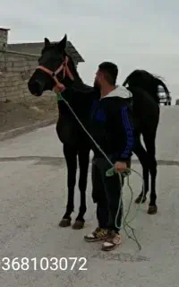 کره مادیون‌کردی‌