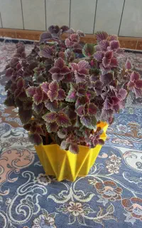 گلهای طبیعی