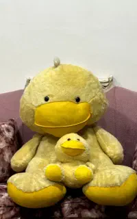جوجه اردک پولیشی