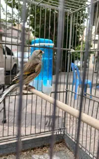 سهره قناری جوجه سهره قناری